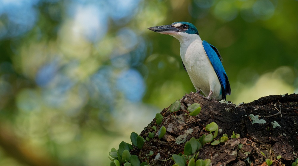 Bird Watching in Singapore